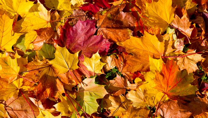 Autumn leaves