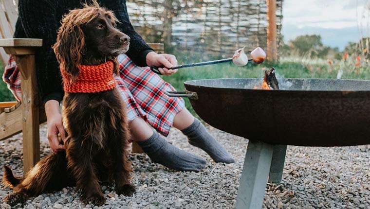 Spaniel and camp fire